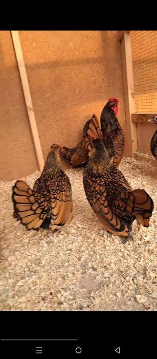 Себрайт золотой товук тухумлари сотилади