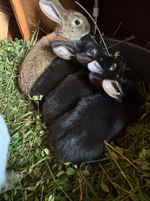 De vanzare 5 pui de iepuri