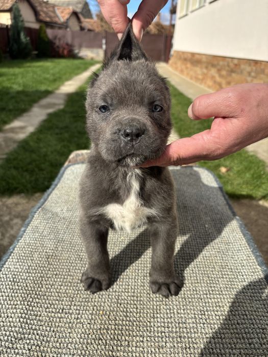 Cane corso  pui
