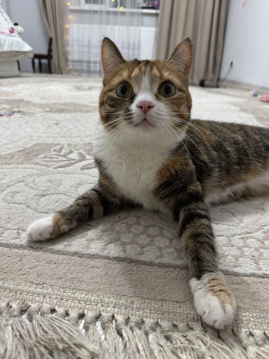 Кошку срочно в добрые руки