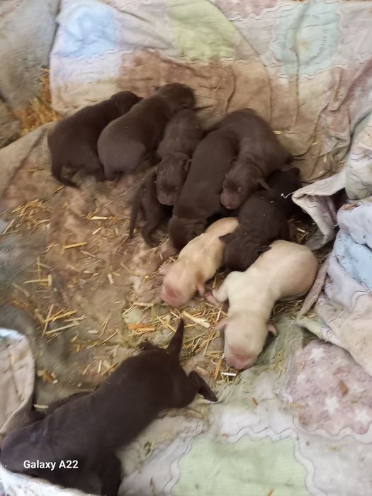 Продаются Щенки-Лабрадоры