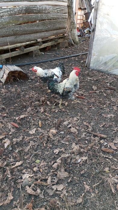 Vând cocosi de țară