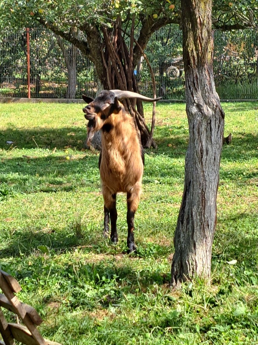 Țap Alpin, în vârstă de un an