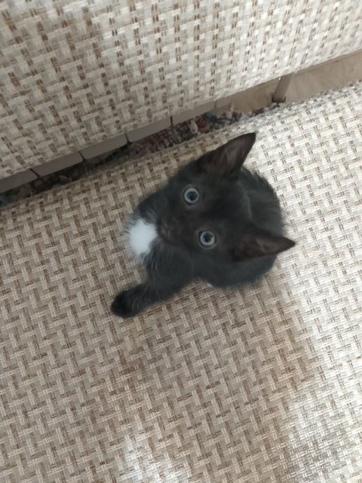 Котята ищут дом!!