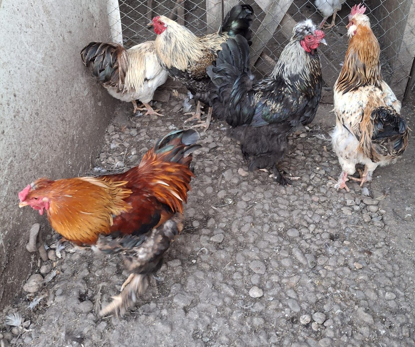 Vand pui de bibilica, boboci, cocosi din oua verzi, pui de gaina