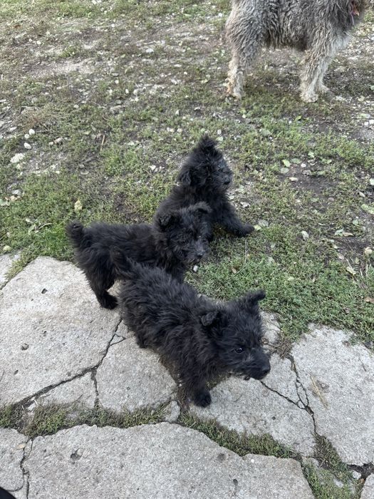 Vand catei de întors oile