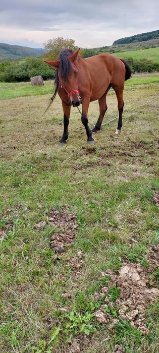 Iapa de vinzare , blinda si cuminte.