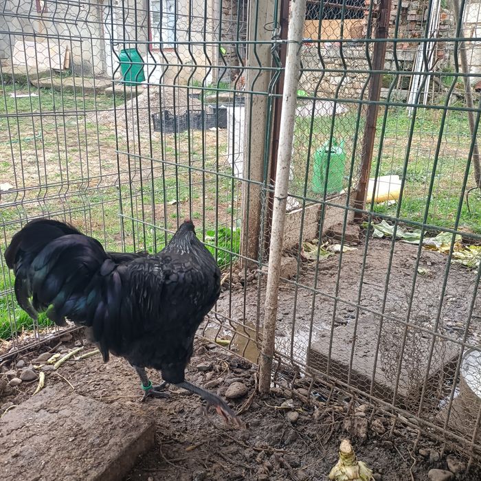 Cocos Australorp