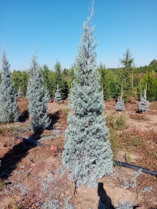 Leylandii chiparos mesteacăn