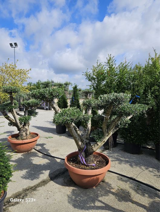 Plante ornamentale Premium | doar la Garden Devis