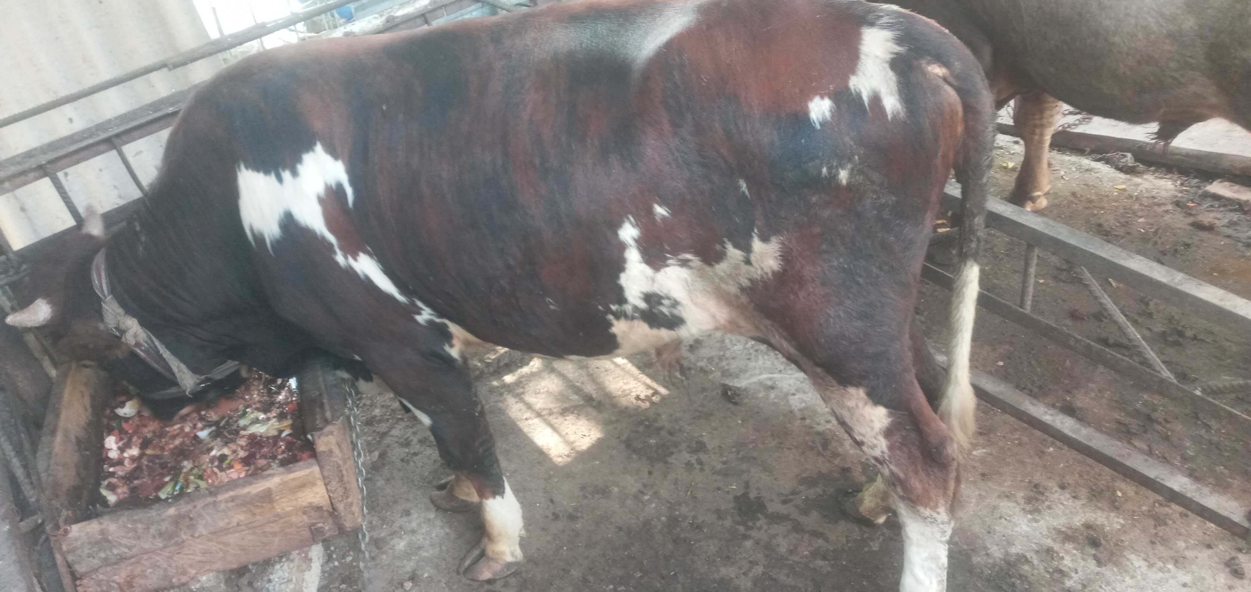 Mol Buqa Sotiladi Srochna