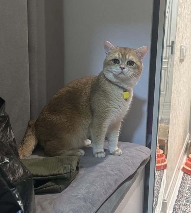 Кошка Мушук Zalatoy Mushuk bolalari 2 ta oʻgʻil 2 ta qiz