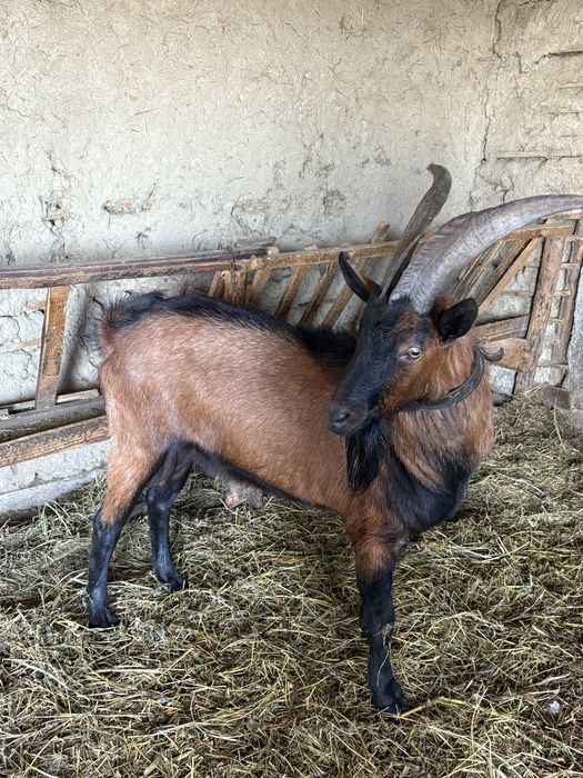 Țap alpin francez