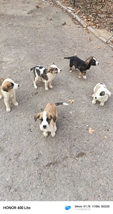 Щенки в хорошие руки. Отдам.