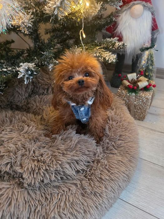 Тийкъп момиче на 1 година