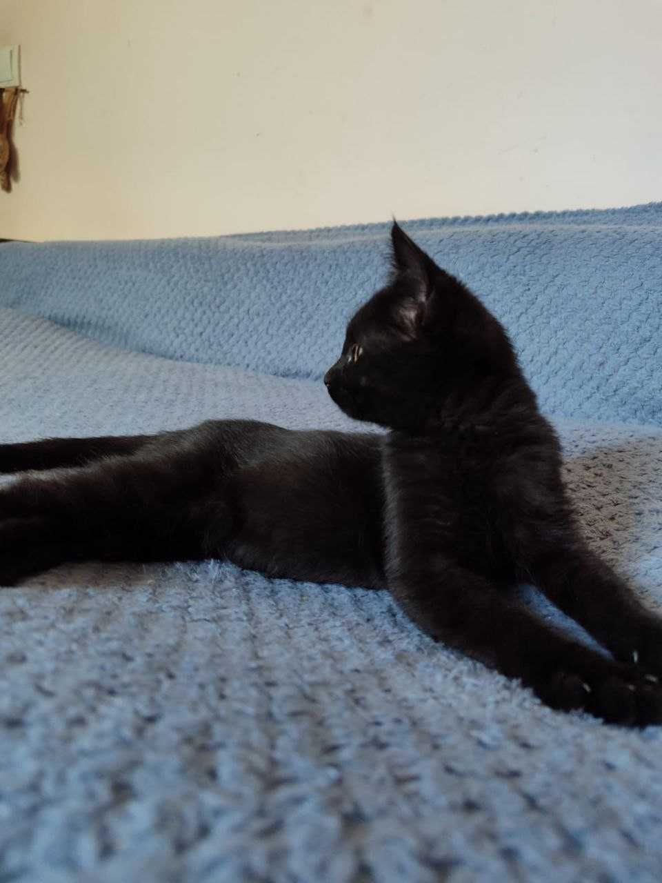 Отдадим котёнка 3 месяца