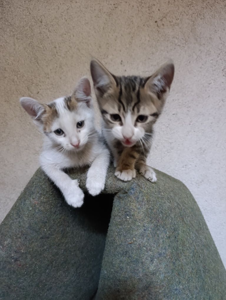 Подарявам малки котенца
