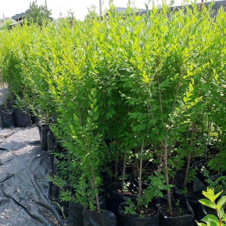 Кустарники всех видов