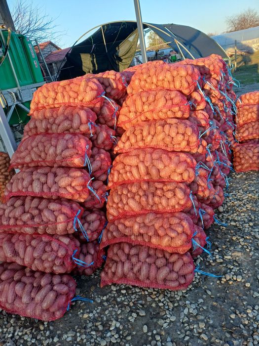 Cartofi consum alb si rosu