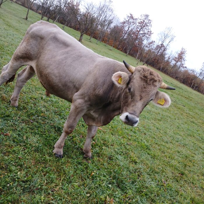 Vând taur bruna de Maramureș