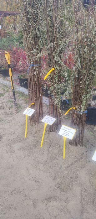 Puieți salcâm frasin mesteacăn fag carpen tei