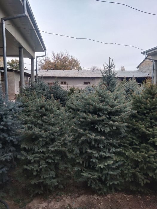 Продаються ёлки свои