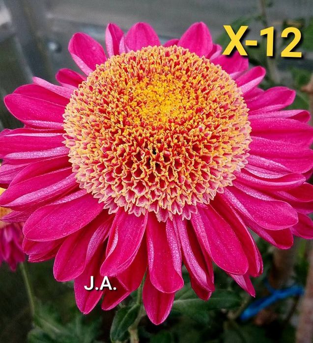 Хризантеми -7лв.бр.