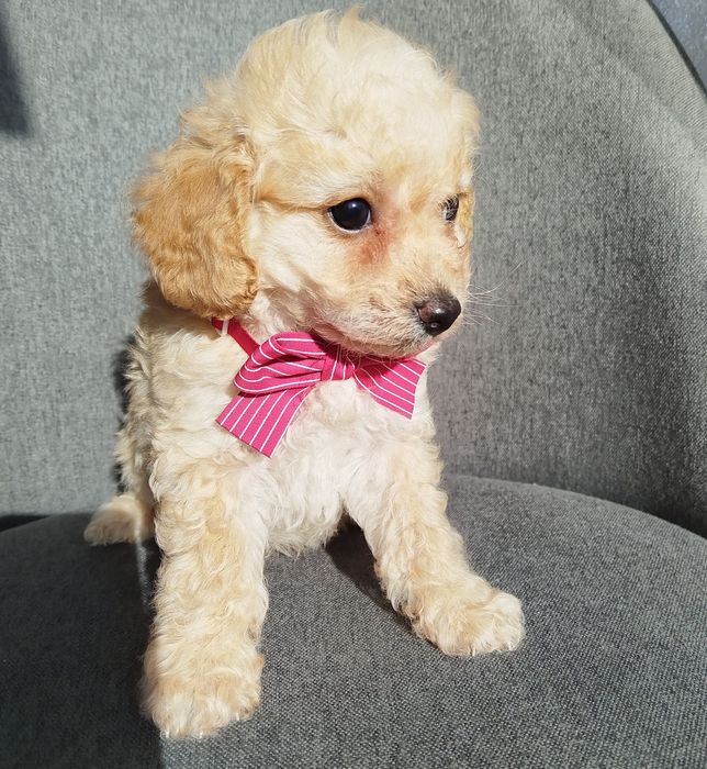Mini/toy poodle Мини/той момченца