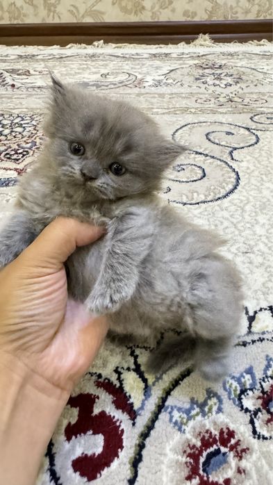 Шикарные Бритнские чистокровные котята