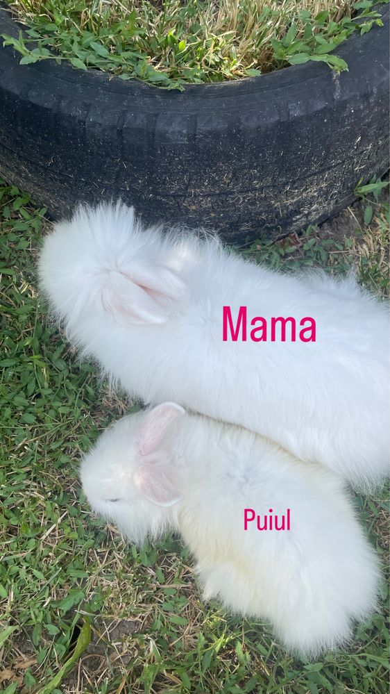 Pui de iepurasi cap de leu pitic