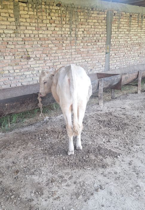 Букача, порода Авликол