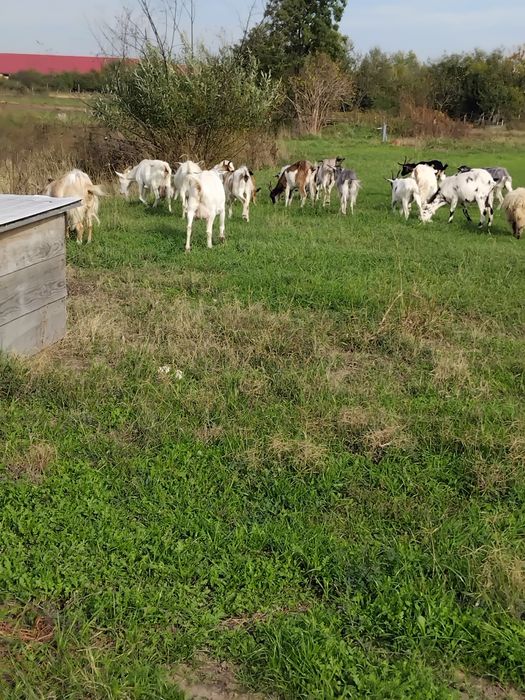 Vând capre gestante