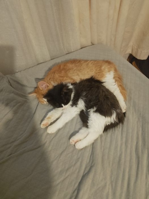 Продават се дългокосместа котенца