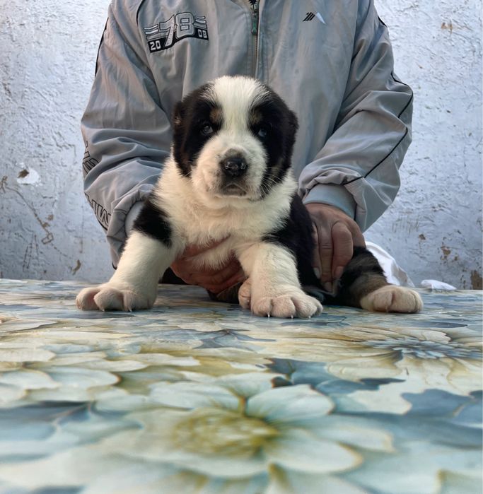 Щенок Алабая ( супер Гигант ) туркменский