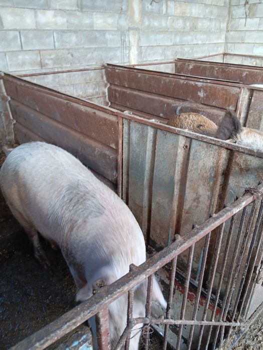 Продавам  прасета