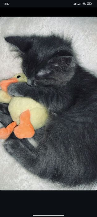 Котенок, босплатно