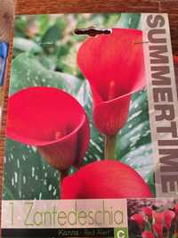 Калла садовая пророщ клубень -хризантемы летние разные и другое