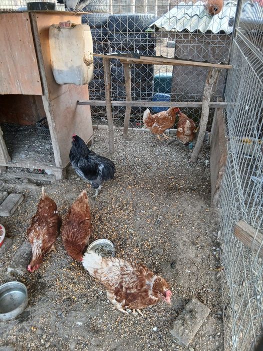 Gaini Isa Braun si cocos araucana