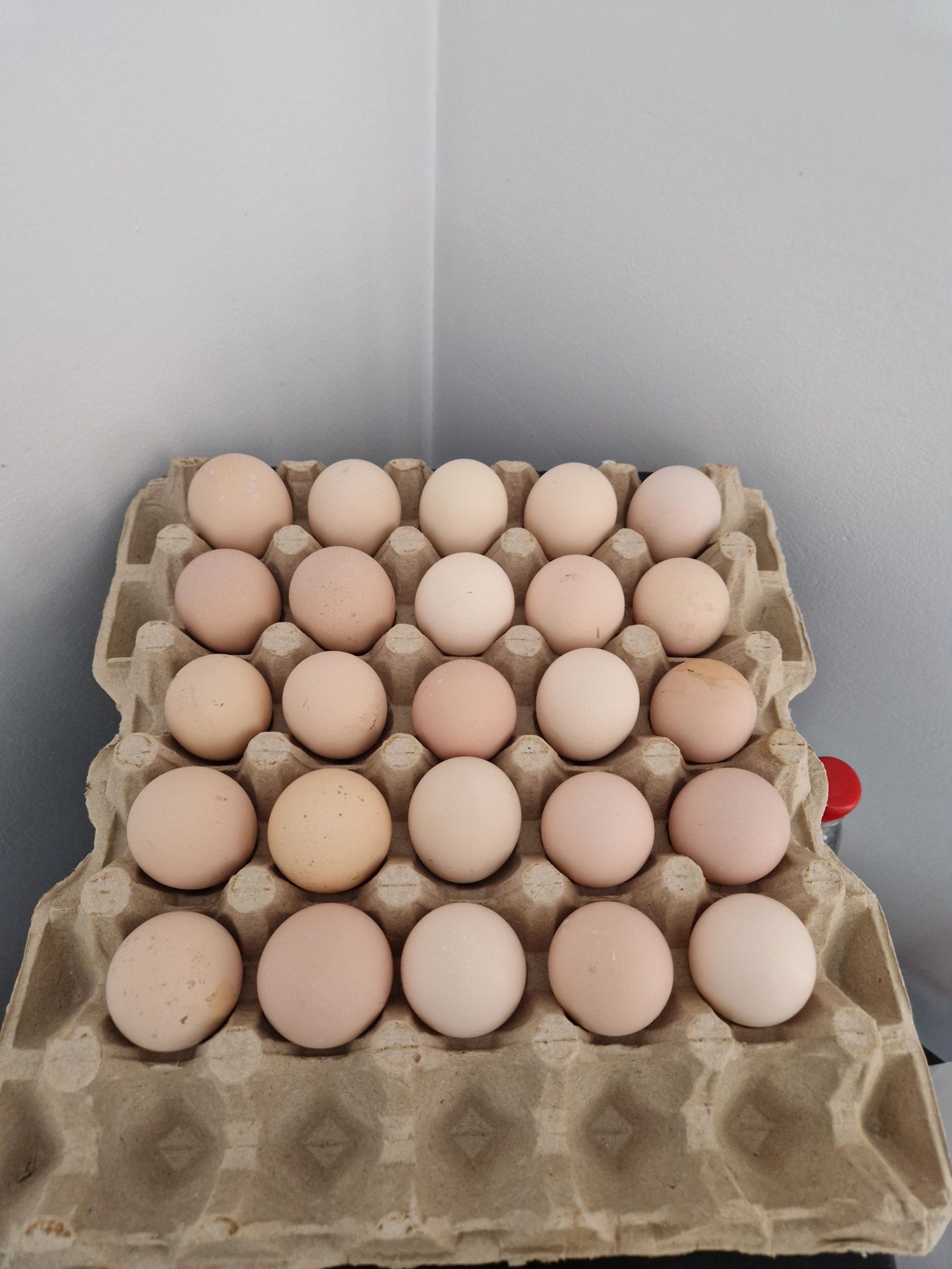 Ouă pentru incubat! Australorp