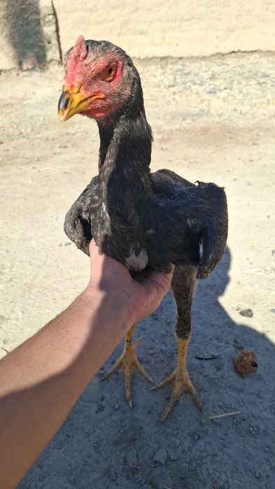 Жужалар бойсовский