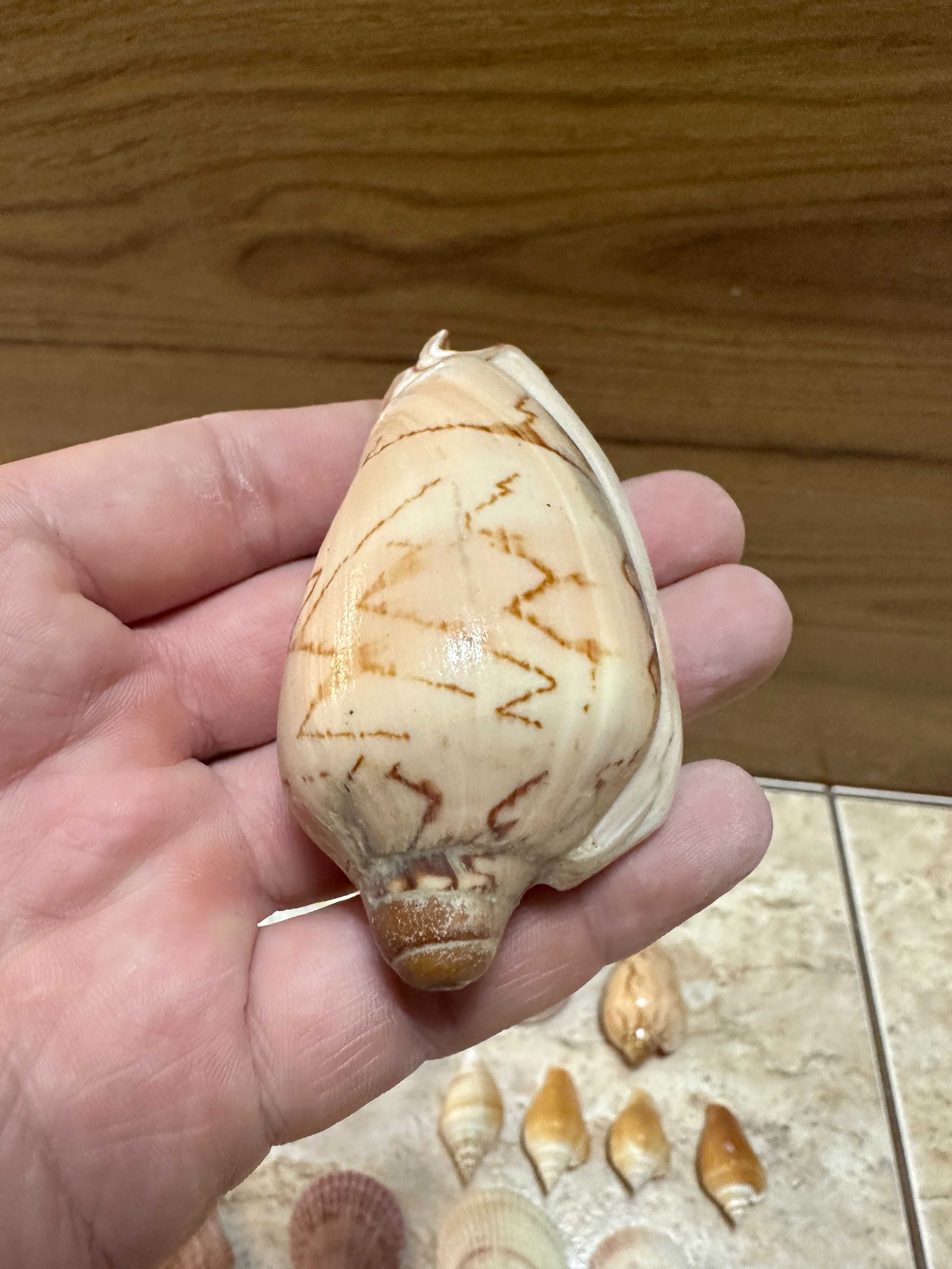 Различные Морские Ракушки