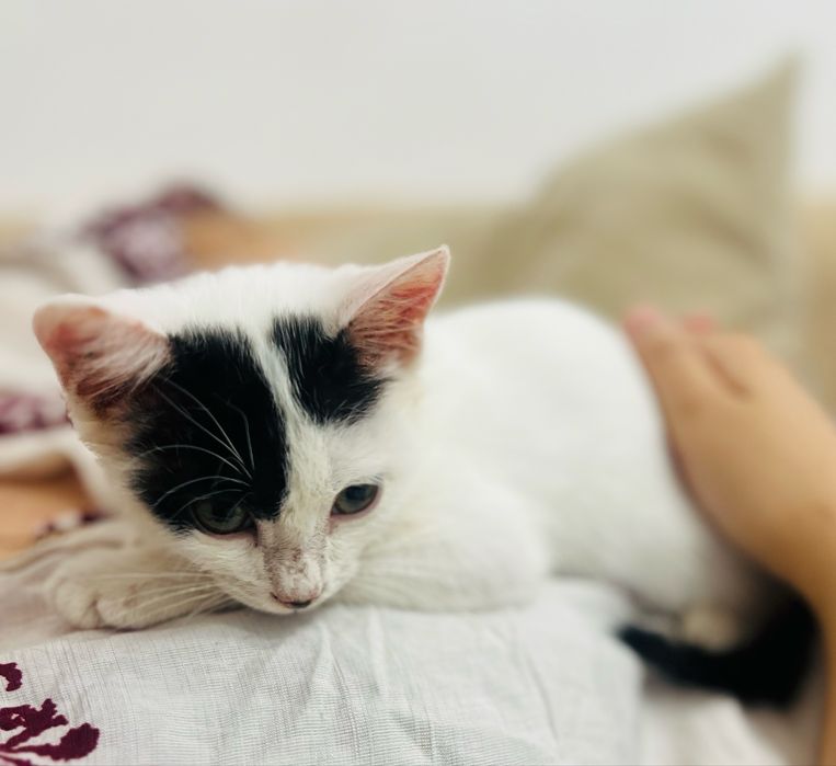 Отдам в добрые руки