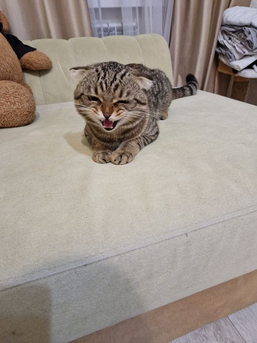 Отдам в хорошие руки