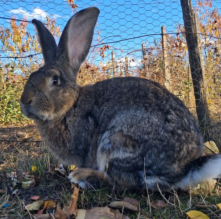 Vand Mascul Uriaș German