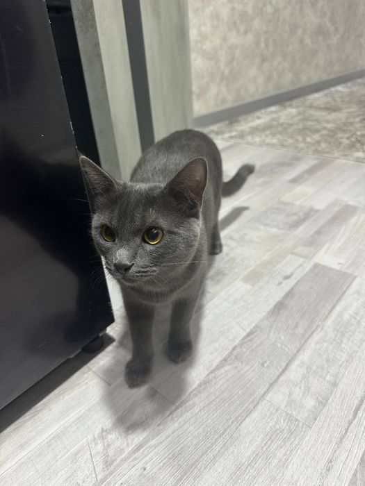 Uy mushugi 9 oylik chatishgan