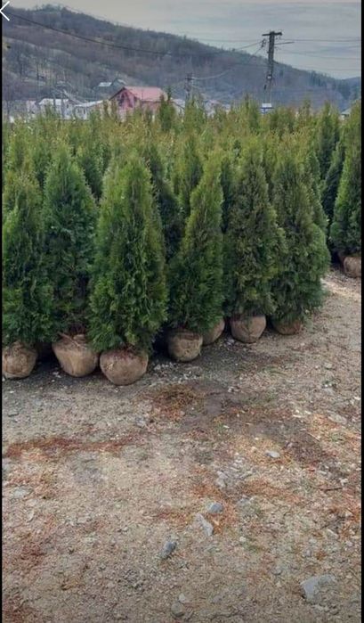 Amenajări grădini plante ornamentale