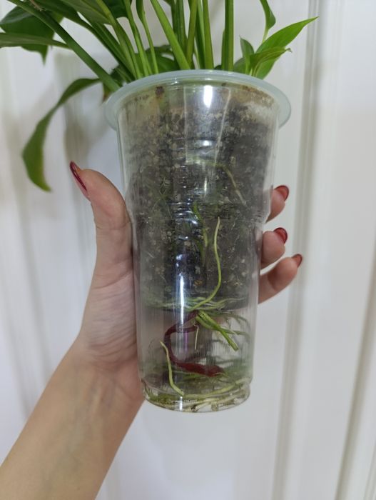 Продаётся спатифилюм