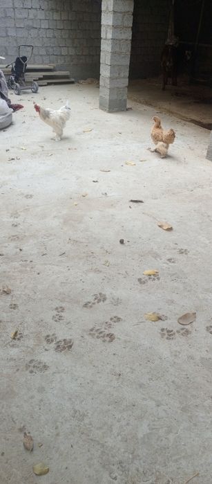 Брама хуроз ва товук сотилади 350000