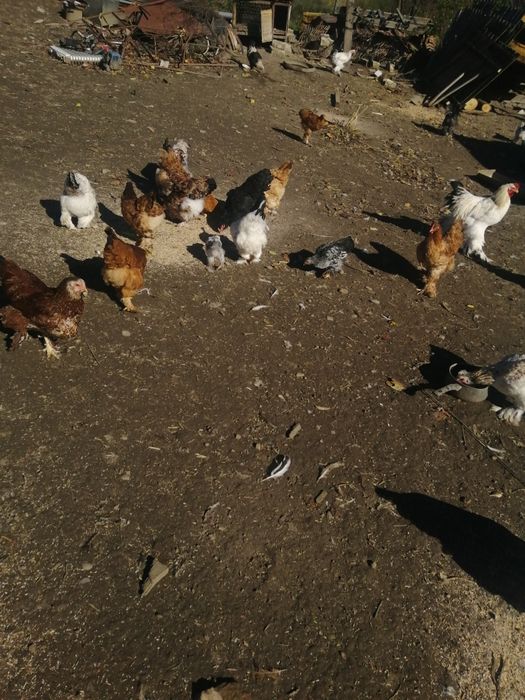 Vând găini de casă