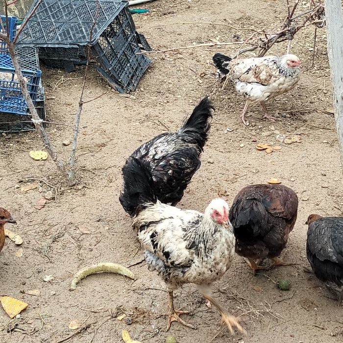 Қораздар сатылады